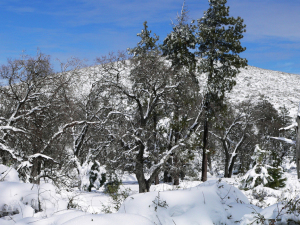 The 6000 foot high peak of Mt. Laguna stands tall under a blanket of snow. Photo Credit: Wendy Lemlin