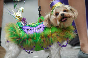 The Krewe des Chiens (Krewe of Dogs) holds a popular parade.