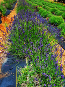 Sage Creations Organic Lavender Farm