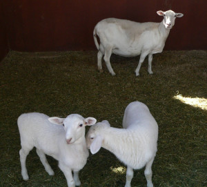 A pet ewe and her two lambs enjoy the shade of their stall.